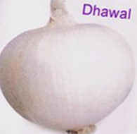 Manufacturers Exporters and Wholesale Suppliers of Organic Garlic Seed Ahmednagar Maharashtra